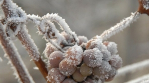 raisin-givre